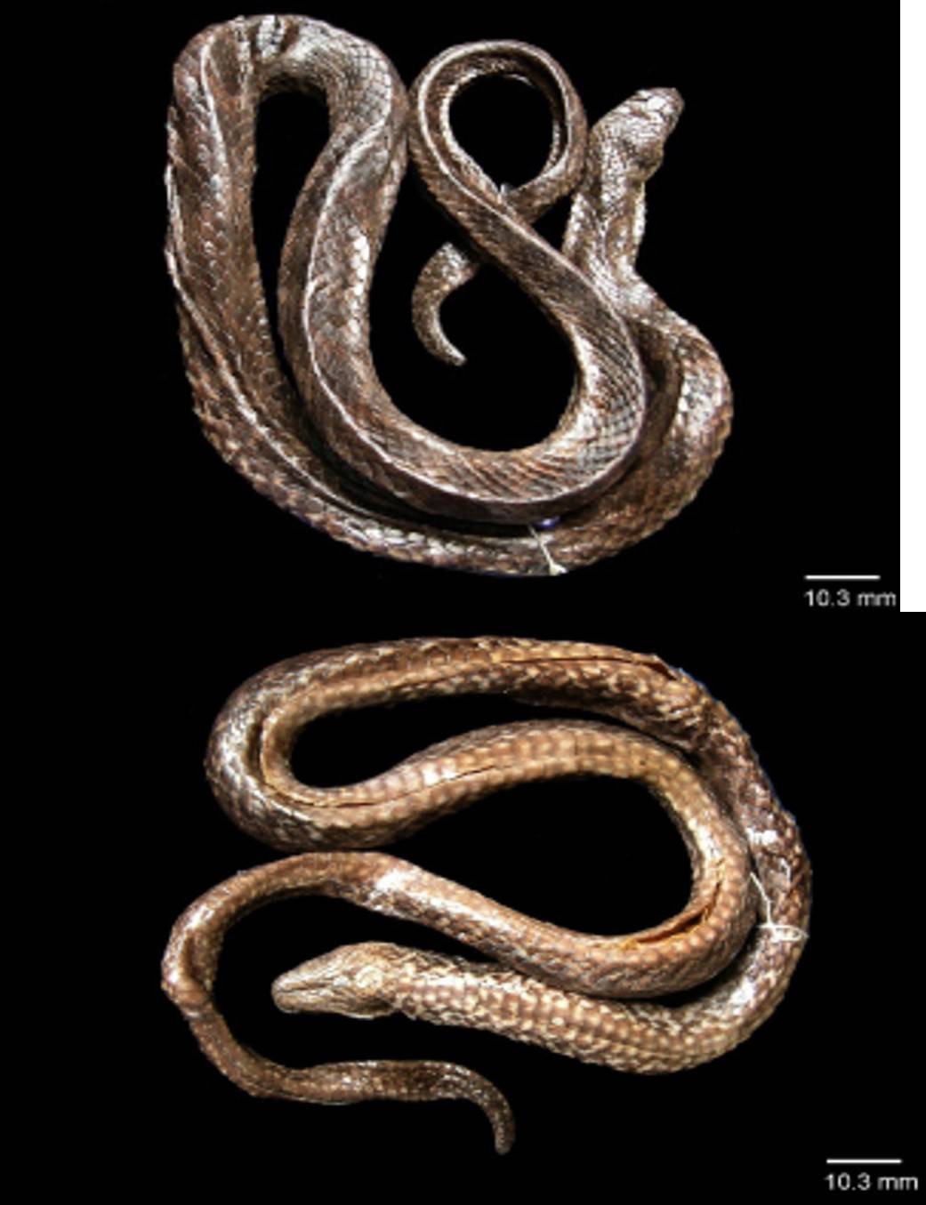 Spesies ular air tawwar ditemukan tim peneliti BRIN di Danau Towuti, Kabupaten Luwu Timur, Sulawesi Selatan. Ular ini diberi nama Hypsiscopus indonesiensis. FOTO:BRIN