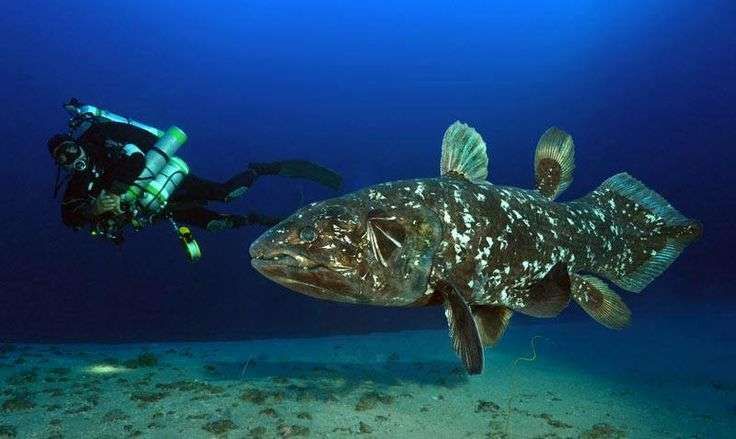Ikan Purba
