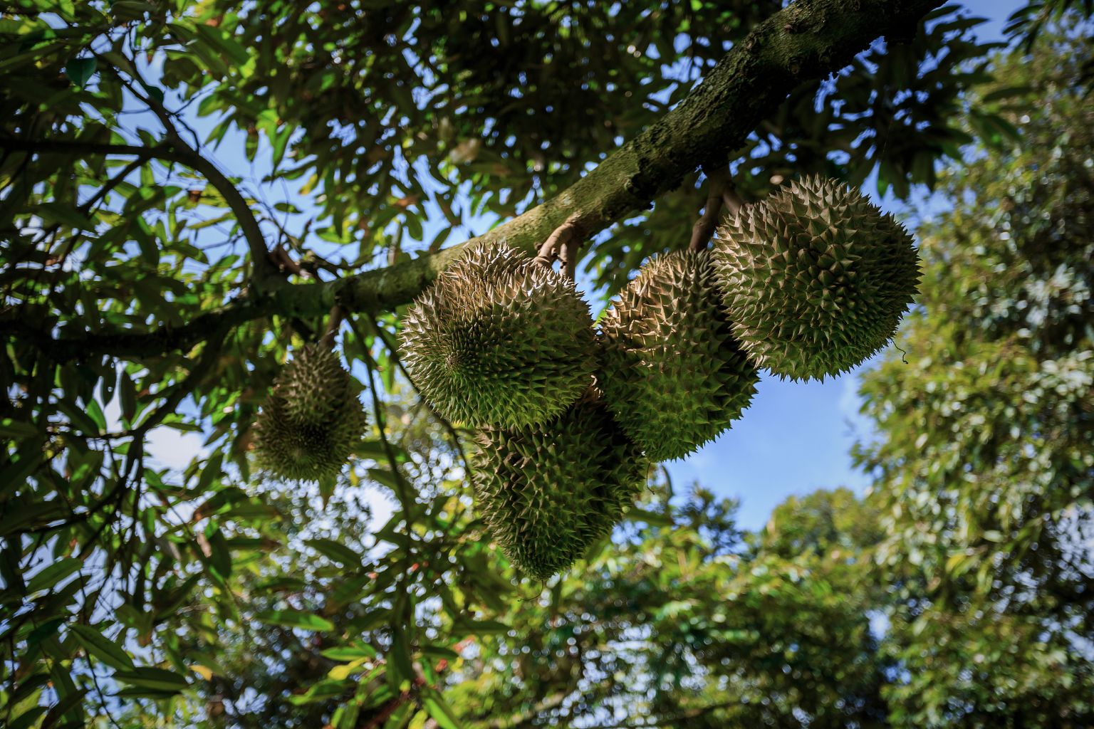 17_Durian