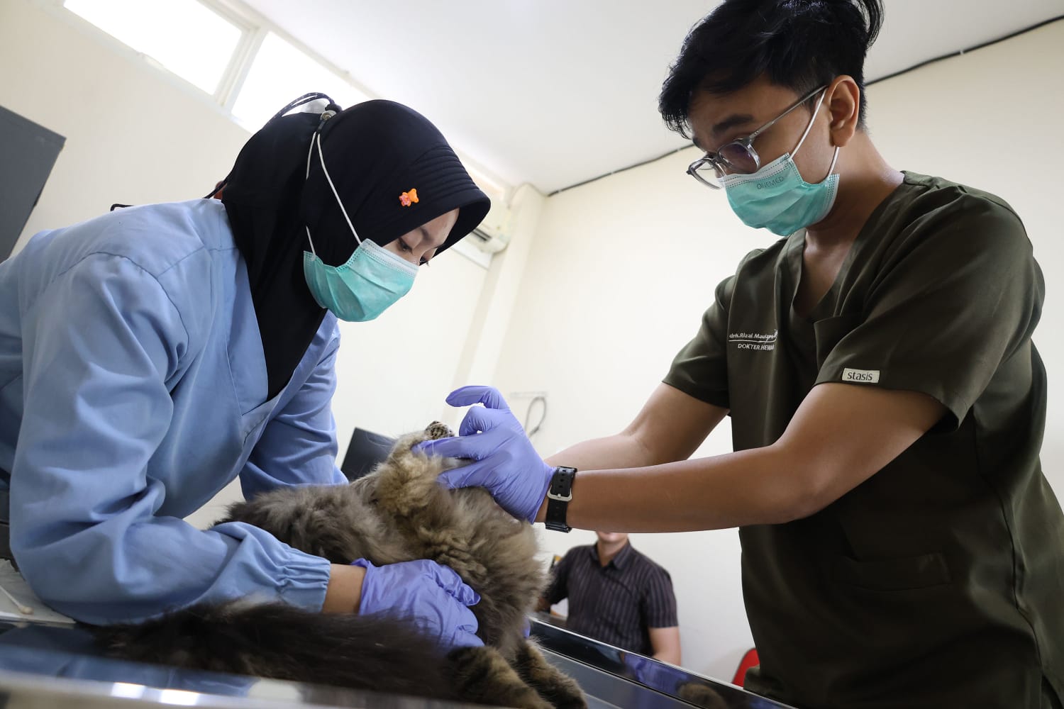 Sterilisasi Kucing
