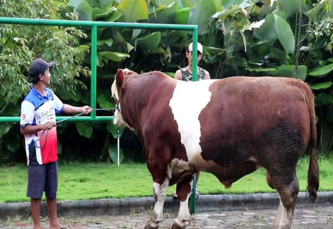 Sapi kurban Presiden Prabowo