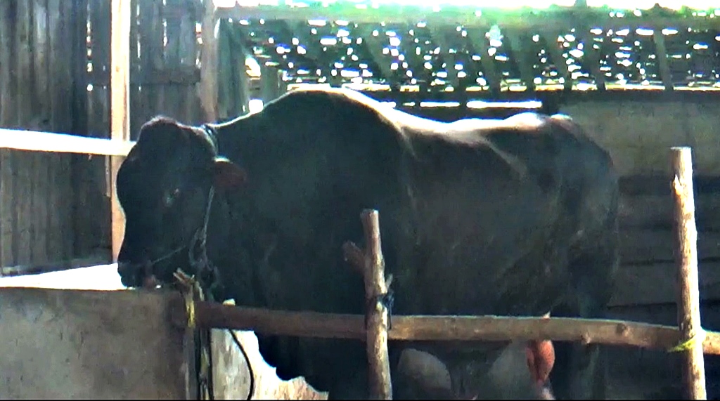sapi kurban Prabowo Sapi Jumbo kurban Prabowo