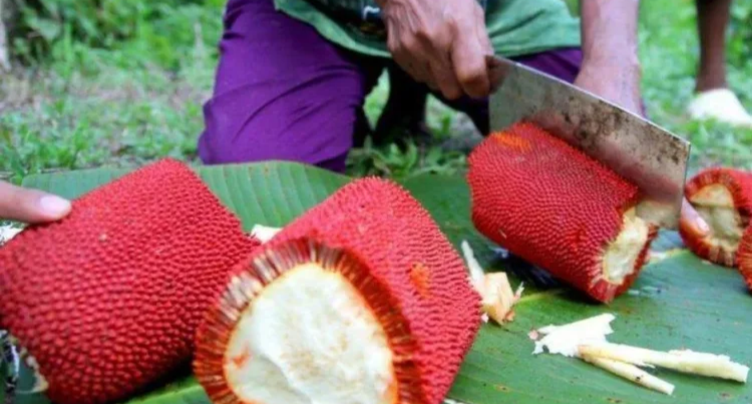 Buah Merah Papua