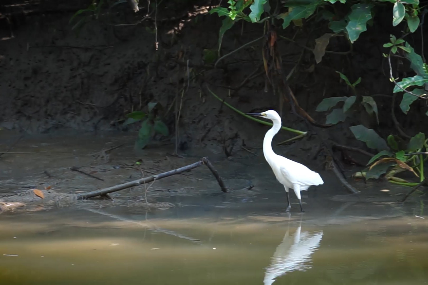 Kebun Raya Mangrove (KRM) Surabaya