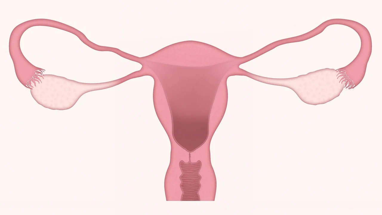 uterus-3777765_1280 Hari Bidan