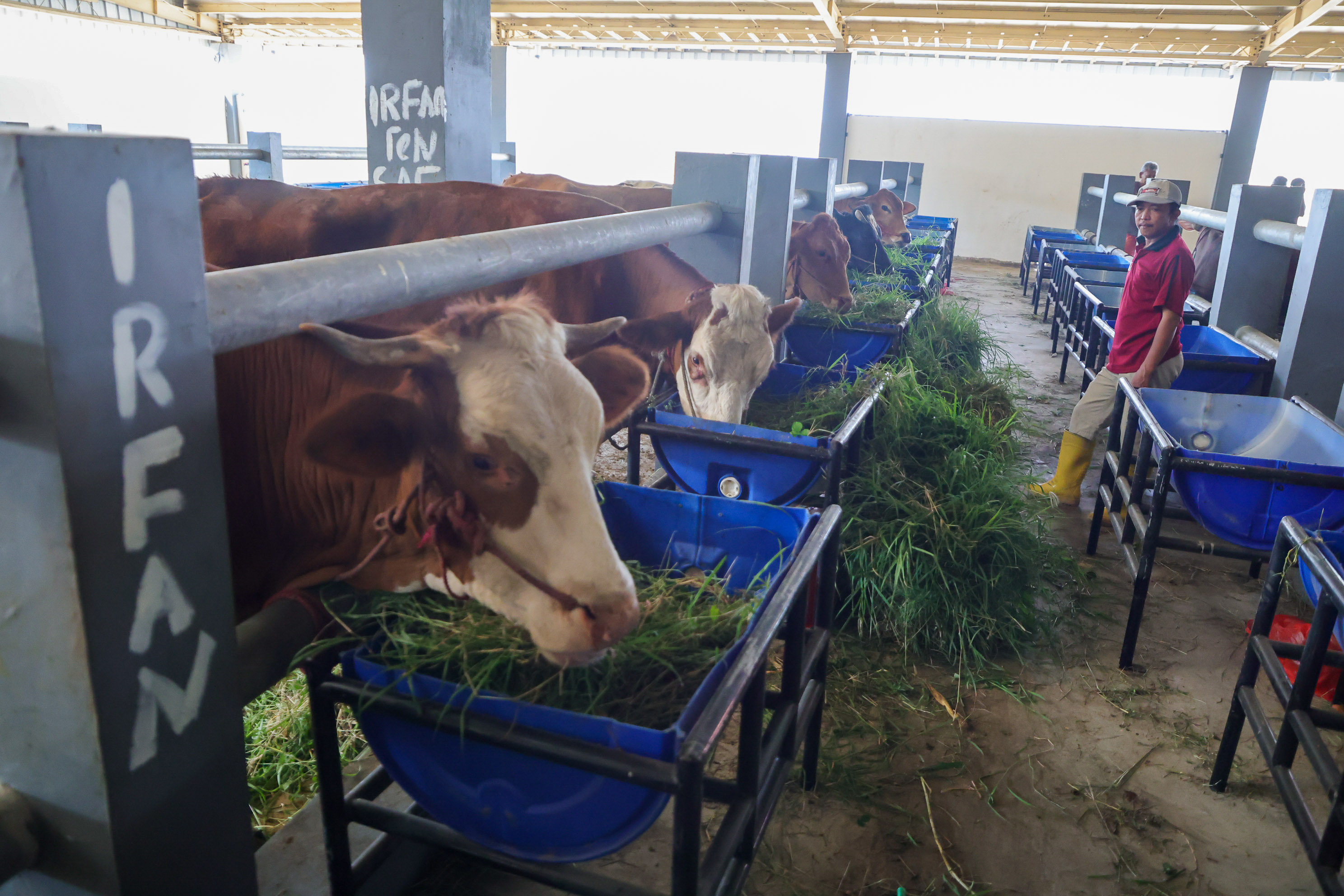 Dok.RPH Kota Surabaya (6) Daging Gelonggongan