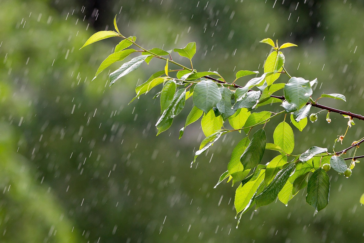 rain-3411982_1280 Surabaya Hujan